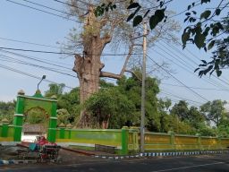 Pohon randu keramat berusia ratusan tahun yang berada di arema pemakaman umum Kelurahan Jrebeng Lor, Kecamatan Kedopok, Kota Probolinggo (Foto: Mahfud Hidayatullah/jatimnow.com)