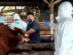 Petugas saat melakukan pengecekan sapi di salah satu kandang ternak sapi di Kecamatan Benjeng, Kabupaten Gresik.(Foto: Dinas Pertanian Kabupaten Gresik)