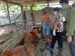 Dokter hewan dari Dinas Peternakan Jombang saat melakukan pengobatan pada sapi milik Deni Setiawan yang terjangkit PMK.(Foto: Elok Aprianto)