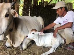 Anakan sapi berkaki dua milik Ali, warga Dusun Gangsalan, Desa/Kecamatan Kalitidu, Kabupaten Bojonegoro (Foto: Edo for jatimnow.com)