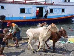 Pengawasan atau patroli pengiriman hewan ternak di Dermaga Sumenep, untuk meminimalisir penyerbaran wabah PMK. (Foto: Ditpolairud Polda Jatim/jatimnow.com)