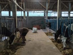 Peternak sapi perah di Kecamatan Ngantang, Kabupaten Malang terus berusaha mengobati ternak mereka yang tersisa di tengah wabah PMK. (Foto: Rizal Adhi Pratama/jatimnow/com)