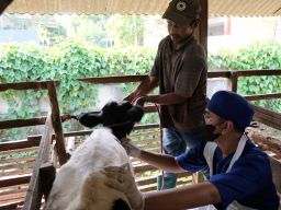 600 Ekor Sapi di Surabaya Mulai Disuntik Vaksin PMK