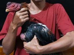 Gerebek Judi Sabung Ayam di Kesamben Jombang, Polisi Amankan 2 Penonton