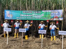 Program Makmur, Dorong Peningkatan Kesehjateraan Petani Tebu di Kabupaten Kediri