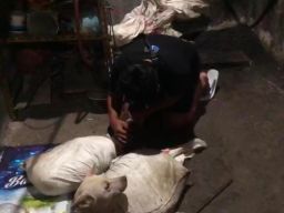 Rumah Jagal Anjing di Surabaya Terbongkar, Polisi Turun Tangan