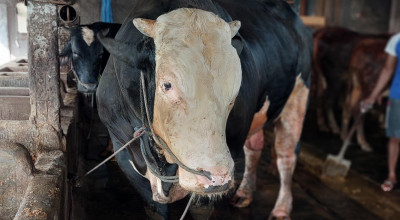 Melihat Sapi Kurban Presiden Prabowo di Lamongan, Namanya Oreo Melihat Sapi Kurban Presiden Prabowo di Lamongan, Namanya Oreo