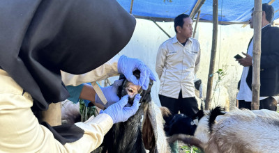 Disnakeswan Lamongan Sisir Lapak Hewan Kurban, Pastikan Standar Kesehatan Disnakeswan Lamongan Sisir Lapak Hewan Kurban, Pastikan Standar Kesehatan