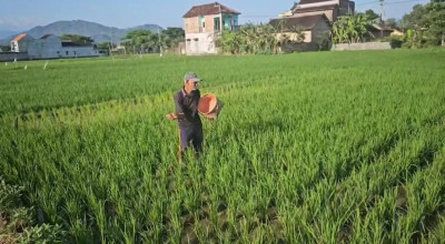 Serapan Pupuk Subsidi di Trenggalek Capai 61 Persen Serapan Pupuk Subsidi di Trenggalek Capai 61 Persen