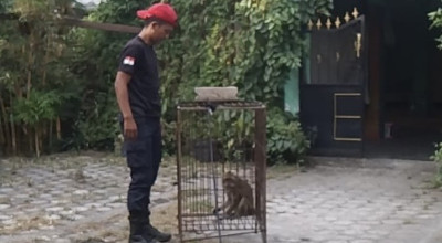 Monyet Liar Bikin Panik Warga Gogorante Kediri, Damkar Turun Tangan Monyet Liar Bikin Panik Warga Gogorante Kediri, Damkar Turun Tangan