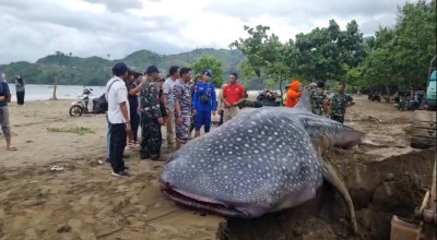 Bangkai Hiu Paus Tutul Terdampar di Pantai Bayem Tulungagung