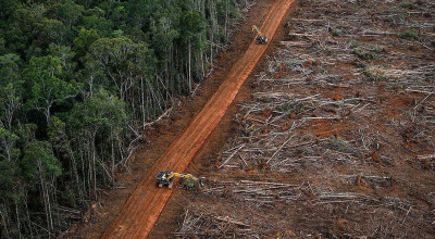 Hutan Indonesia Terus Menyusut, Ini Peringatan dari Pemerhati Satwa Liar
