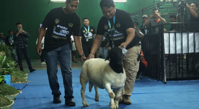 Ratusan Peserta Ikuti Kontes Domba Nasional di Tulungagung