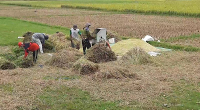 Tahun Ini Produksi Padi di Trenggalek Tertinggi Dalam 10 Tahun Terakhir