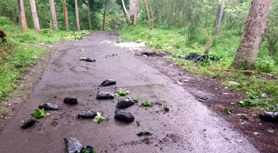 Parah! Oknum Rusak Kebun Kopi Ijen, 80 Hektare Hancur