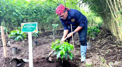 Tanam Perdana Kopi Arabika di Bondowoso, PTPN I Gairahkan Ekonomi Lokal