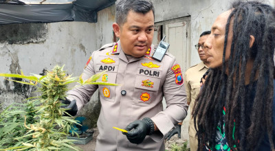 Geger, Rumah di Pemukiman Padat Jombang Disulap Jadi Kebun Ganja Ratusan Pot