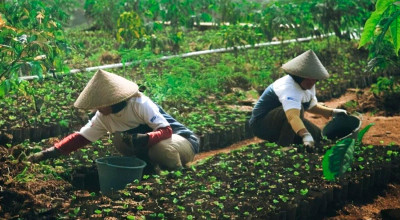 Revolusi Kopi Garut, Sentuhan Desa Sejahtera Astra Ubah Nasib 4.000 Warga