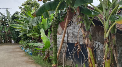 Unik! Pohon Pisang di Lamogan ini Berbuah 2 Meter
