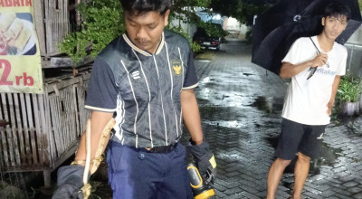 Masuk Kandang Ayam Warga, Ular Kayu 2 Meter Dievakuasi Damkar Kediri