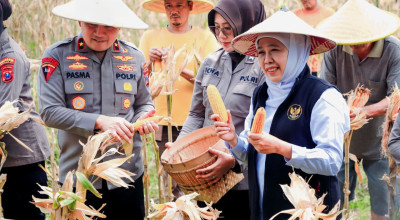 Jatim Proyeksikan Produksi Jagung 5,4 Juta Ton di 2026