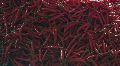 Harga Cabai di Kediri Anjlok, Petani Hanya Impas hingga Terancam Rugi