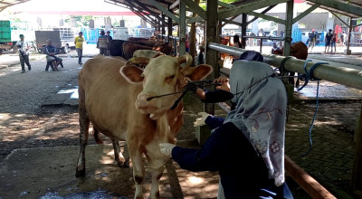 Antisipasi Merebaknya Wabah PMK, Disnakeswan Tulungagung Pantau Pasar Hewan