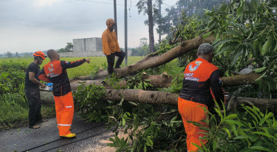 Bencana Angin Kencang di Jember, Belasan Pohon Tumbang dan Rusak Rumah