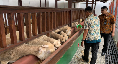 Warga Binaan di Lapas Tulungagung Pelihara Domba, Jumlahnya Capai Ratusan Ekor