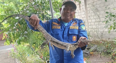Biawak Naik Atap Rumah Warga di Pare Kediri, Sempat Bikin Heboh Penghuni