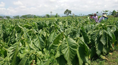 Pembatasan Nikotin - Tar Pada Tembakau Bikin Petani di Jatim Bingung