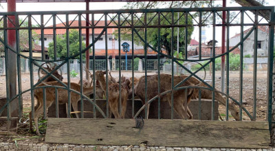 Kondisi Rusa di Pendopo Tulungagung Memprihatinkan, Bupati Bentuk Tim Khusus