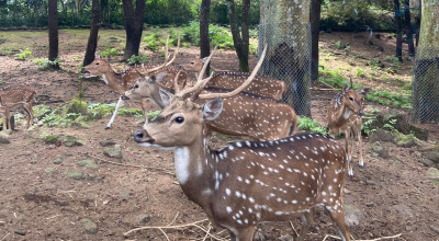 Prakiraan Cuaca Wisata Jatim Hari Ini: KBS, Taman Safari, Telaga Sarangan Hujan
