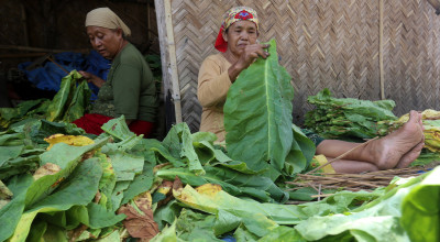 Petani Tembakau Terhimpit, Gus Lilur Dorong Industri dari Bawah