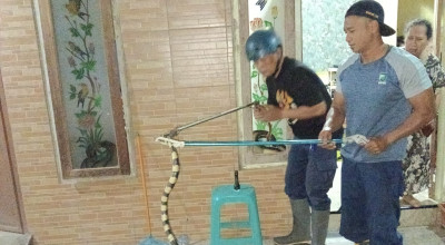 Heboh Ular Welang Mematikan Masuk Rumah Warga Kediri Jelang Sahur