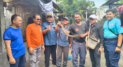 Anak Buaya Nyasar ke Permukiman Warga Ringinrejo Kediri