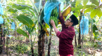 Sarjana Pertanian Pulang Kampung, Garap Budidaya Pisang di Tambelangan