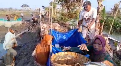 Petambak Lamongan di Ambang Rugi, Hasil Panen Menyusut dan Harga Anjlok