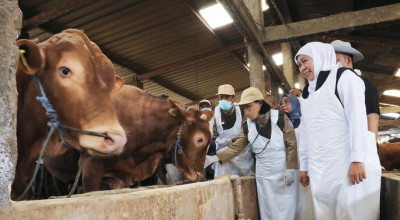 Khofifah Pastikan Stok Hewan Kurban di Jatim Surplus, SDM dan Infrastruktur Pemotongan Siap