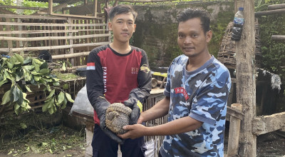Satwa Langka dan Dilindungi Trenggiling Muncul di Kandang Kambing Warga Kediri