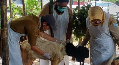 Pastikan Kesehatan Hewan Kurban, Disnakeswan Lamongan Sidak Lapak di Pinggir Jalan