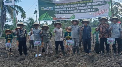 Optimis Menanam, Petani Bondowoso Minta Perlindungan Regulasi Tembakau