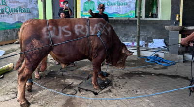 Legislator PKB Salurkan Ratusan Hewan Kurban di Jember dan Lumajang