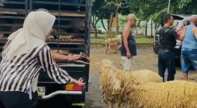 Tebar Kepedulian, Kader NasDem ini Salurkan 105 Hewan Kurban di Probolinggo