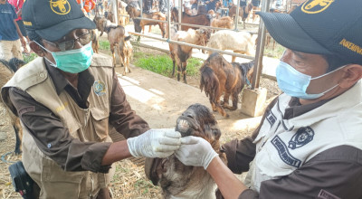 Pastikan Hewan Kurban Sehat, Disnakeswan Tulungagung Lakukan Pemeriksaan