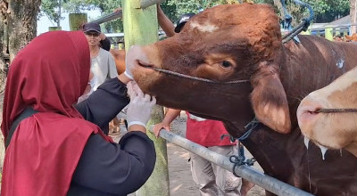 DKPP Pastikan Sapi Kurban di Kediri Bebas PMK dan LSD