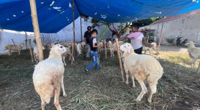 Jelang Idul Adha 2026, Segini Pasaran Harga Kambing Kurban di Probolinggo