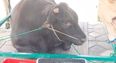 Jenis dan Bobot Sapi Kurban Orang Nomor 1 di Jatim