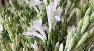 Penjualan Bunga Sedap Malam Jelang Idul Adha di Probolinggo Masih Sepi