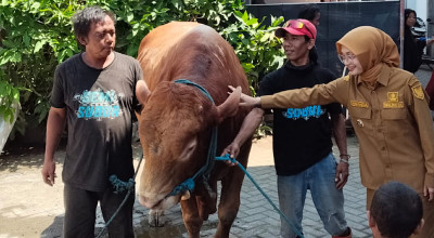 Mbak Vinanda Serahkan Telo, Sapi Kurban Simmental Bantuan Prabowo untuk Kota Kediri